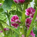 내 마음을 치유하는 한방꽃차 만들기 이미지