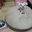 펫리빙