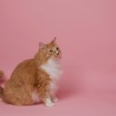 동물에 반하다 동물병원 이미지