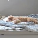 시흥시차량등록사업소(시흥시청) | 멕시카나 치필링 치킨, 강아지일상, 무청감자탕, 파리바게트 빙수, 캐스퍼 자동차등록, 옥된장, 한신포차