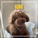 지.피호텔 | 화명동 컴피 애견미용 잘하는 곳 푸들 곰돌이컷 후기