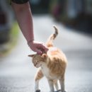 고양이랑 이미지