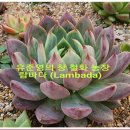 철화농장 Daum카페