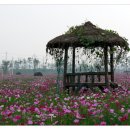 코스모스여화 이미지