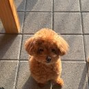 워라벨 | [파주] 파주 캠핑바베큐 워라벨 후기｜애견동반, 파주 캠핑 감성 BBQ