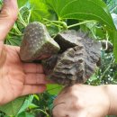 하늘농장8 이미지