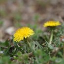 붉은씨서양민들레 Taraxacum laevigatum (Willd.) DC. 이미지