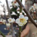 매화정원어린이집 이미지