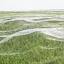 Thousands Of Spiders Cover New Zealand Field With Giant Webs 이미지
