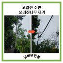 남부벌목 | 수원 벌목/ 고압선 위로 쓰러진 위험수목 제거 작업현장