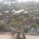 산책길-1 티스토리