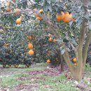 지성농장 이미지