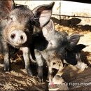 팔복농장 이미지