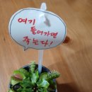 파리지옥 이야기 이미지