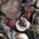 거리농장 이미지