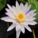 픽시 더스트 열대수련(Pixie Dust Water Lily) 이미지