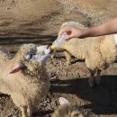 풍성목장 이미지