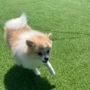 멍머니 2호점 이미지