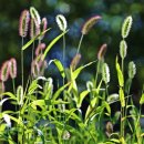 강아지풀 이미지