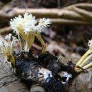 약용버섯 눈꽃동충하초 이미지