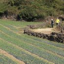 간세다리 이미지