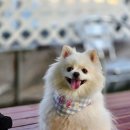 허브애견 | [안산 애견카페] 허브타임 독타임 재방문 후기, 늦은 밤까지 즐기는 반려견 놀이터