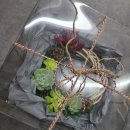 보태니컬 아트 / 강좌번호 22 이미지