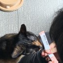 츄르츄르