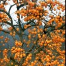 한마므로 이미지