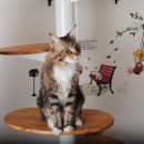 메인쿤 하우스 이미지