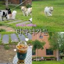티파니 가든 | 소형견, 중형견 공간 분리가 확실한 경기 광주 애견카페 '티파니가든'