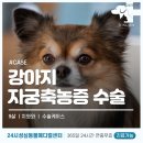 성심메디칼 | 전민동동물병원 강아지 자궁축농증 수술 후기 [성심동물메디컬센터]