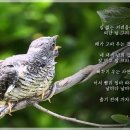 뻐꾸기