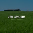길정교회 | [5월 여행지] 봄날의 산책, 천북청보리밭 (입장시간, 입장료, 드론)