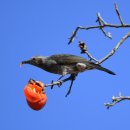 거창-마리-1 이미지