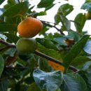 팔공산올레길 1코스 이미지