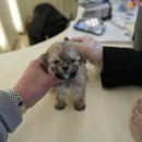 스마일퍼피 강아지분양 동탄점 | 동탄강아지분양 고민 끝에 방문한 홍스퍼피 수원본점 솔직 상담 후기