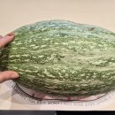 긴단호박 영글기전에 떨어졌어요 이미지