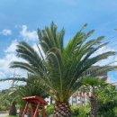 바다해펜션Ⅱ | 제주 바다 숙소 서쪽 오션뷰 추천 | 제주도 가성비 애월 가족 펜션 제이르블랑 펜션 후기