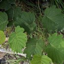 오리나무 이미지