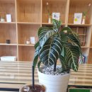 카페담다(cafe Damda) 이미지