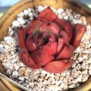 동운슈퍼 이미지