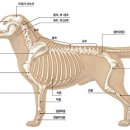 쿨펫동물병원 이미지
