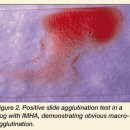 댕댕이 머리하는 날 이미지