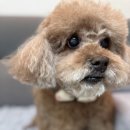 도그매니저 이미지