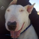 웃는 강아지 이미지