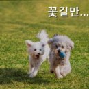 꽃길만걷개 | 남면 한덕리펜션 꽃길만걷개 반려견과 함께하는 힐링