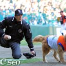 도그 에이스 이미지