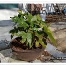 삼국지의 도원결의 만큼이나.... 이미지