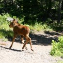 무스(Moose) 이미지